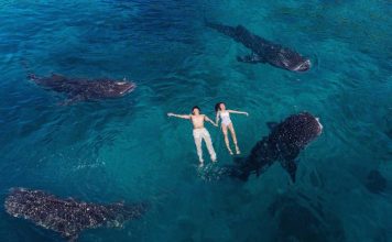 Must do in Cebu — 10+ top & best things to do in Cebu Island oslob whale shark cebu
