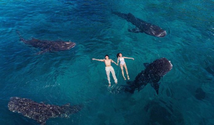 oslob whale shark cebu oslob whale shark cebu