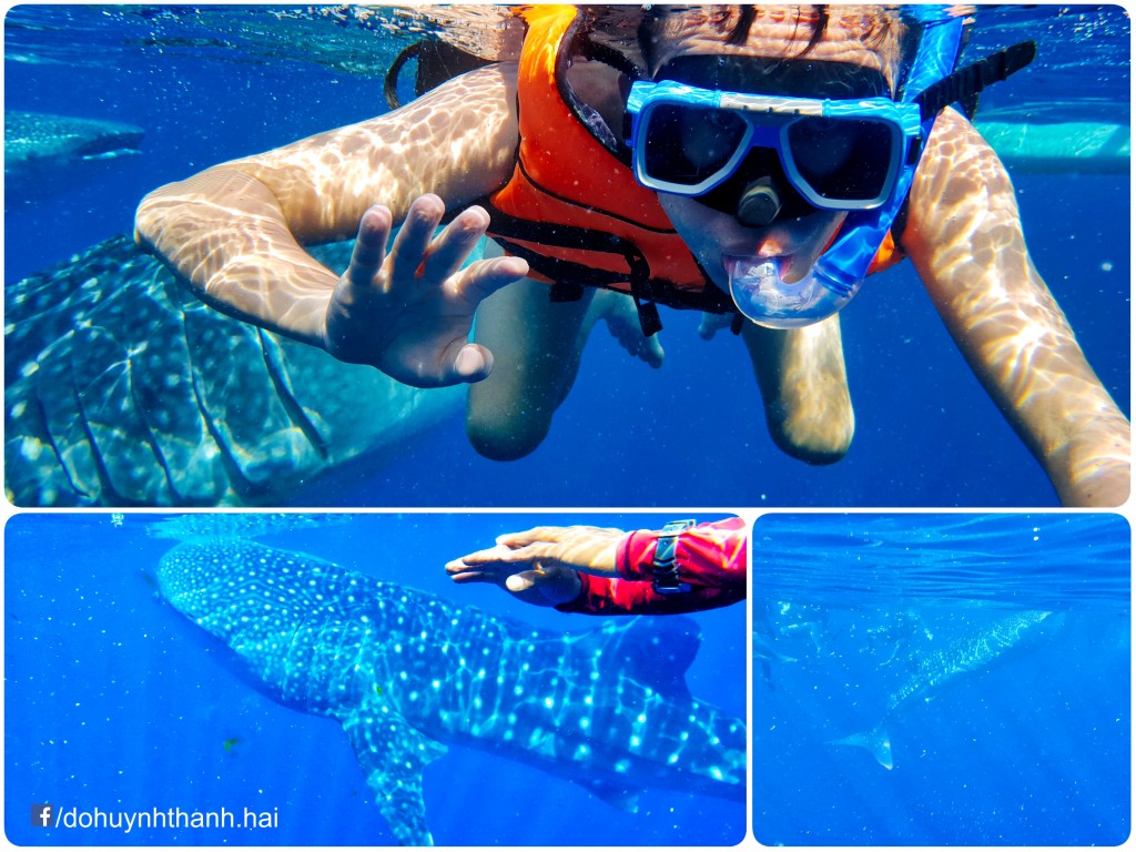 whale shark watching 3 days in cebu,cebu itinerary 3 days,cebu itinerary 3 days 2 nights,cebu trip itinerary,what to do in cebu for 3 days (1)