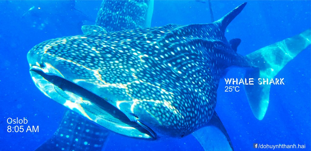 whale shark watching 3 days in cebu,cebu itinerary 3 days,cebu itinerary 3 days 2 nights,cebu trip itinerary,what to do in cebu for 3 days (1)
