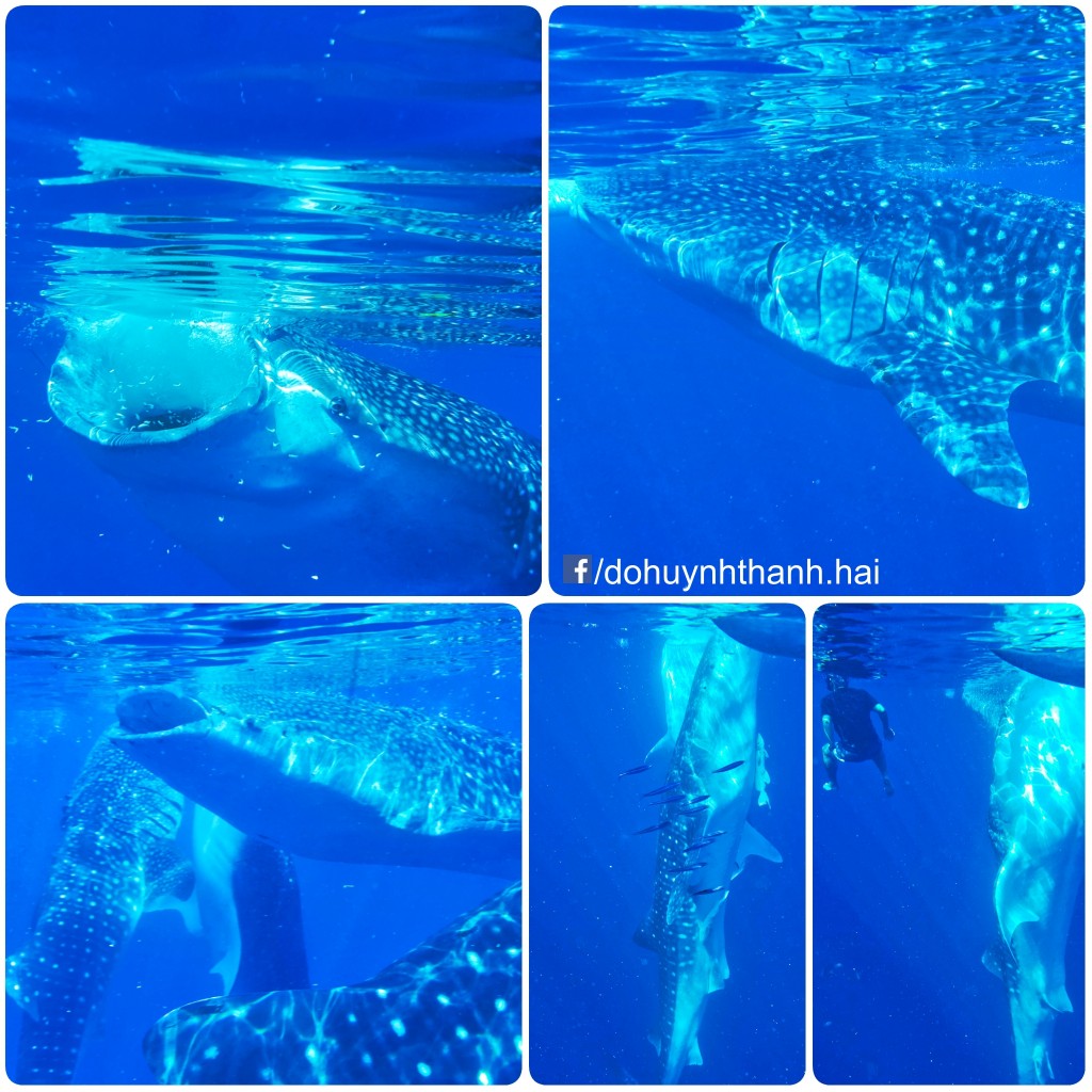 whale shark watching 3 days in cebu,cebu itinerary 3 days,cebu itinerary 3 days 2 nights,cebu trip itinerary,what to do in cebu for 3 days (1)