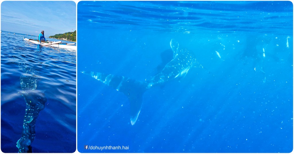 whale shark watching 3 days in cebu,cebu itinerary 3 days,cebu itinerary 3 days 2 nights,cebu trip itinerary,what to do in cebu for 3 days (1)