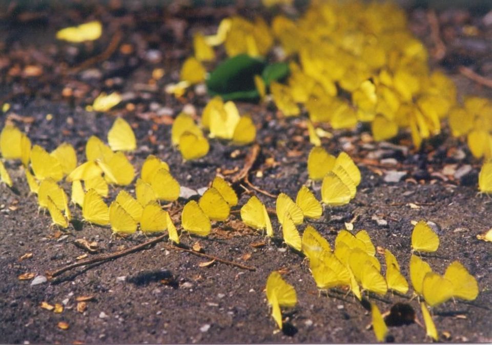 Yellow Butterfly Valley meinong (1)