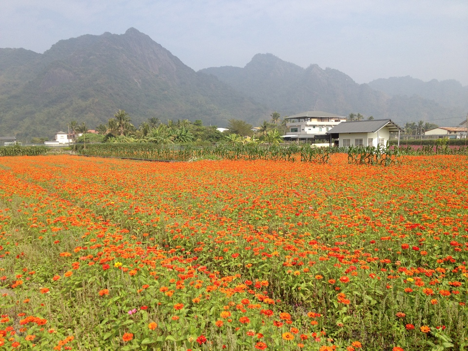 Yellow Butterfly Valley meinong (1)