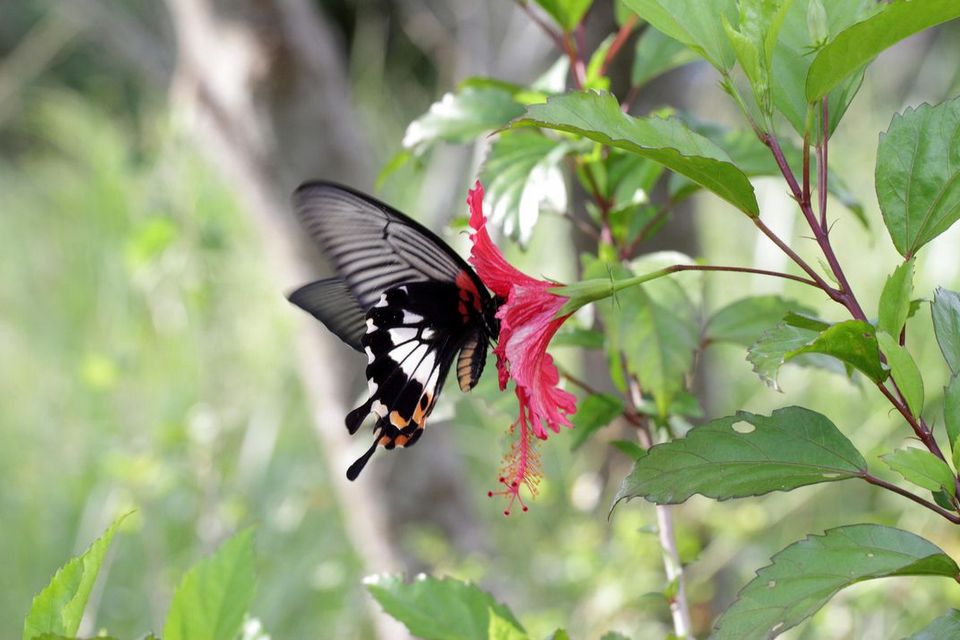 Yellow Butterfly Valley meinong (4)
