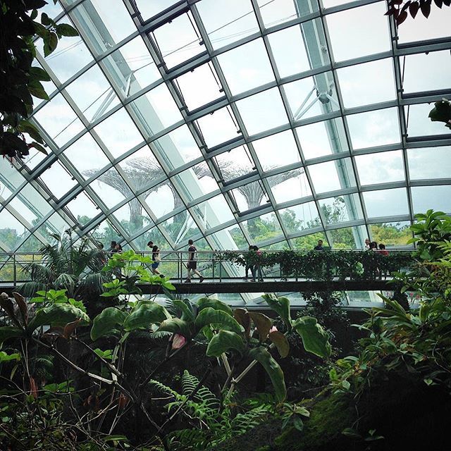 The Cloud Forest,gardens by the bay blog,gardens by the bay singapore,how to visit gardens by the bay,gardens by the bay guide (1)