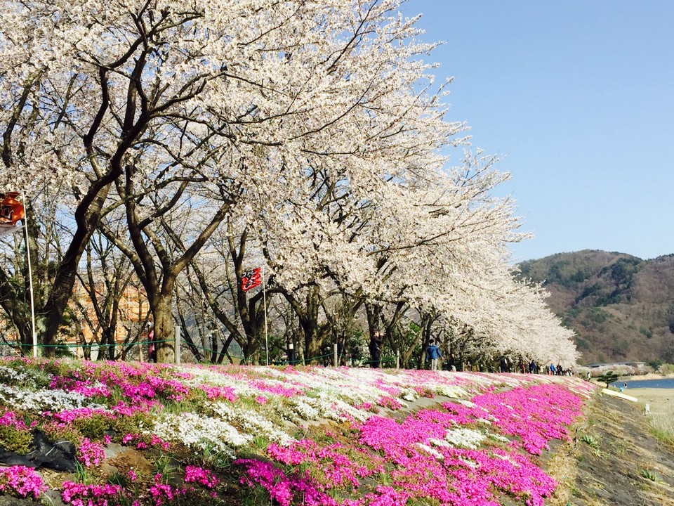 Fuji Kawaguchiko Cherry Blossom Festival
