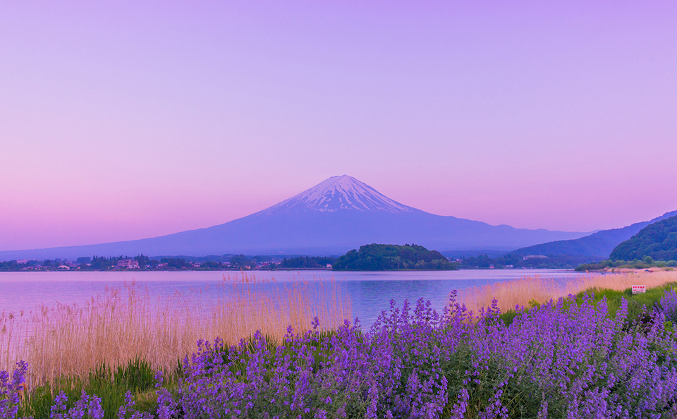 Lake Kawaguchiko Herb Festival