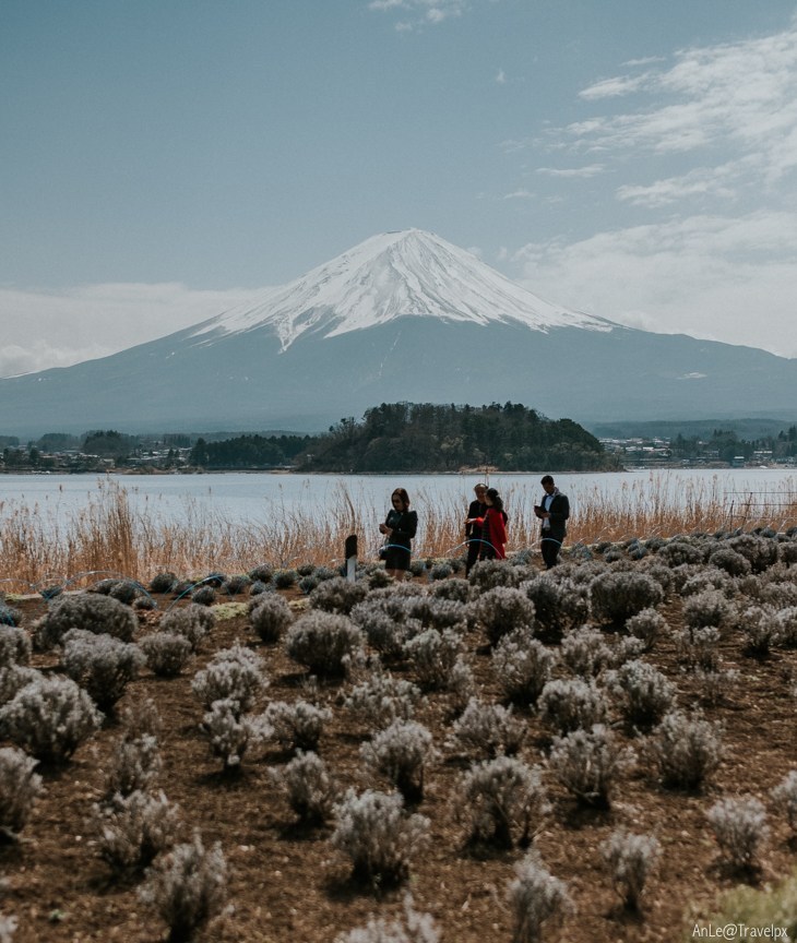 oishi park, kawaguchiko travel blog (7)