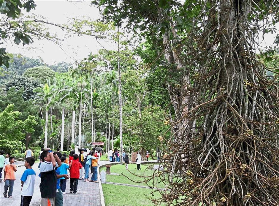 Penang Botanic Gardens (2)