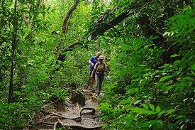 Penang National Park,best places to visit in penang malaysia,must visit places in penang,must see places in penang,penang best place to visit malay (3)