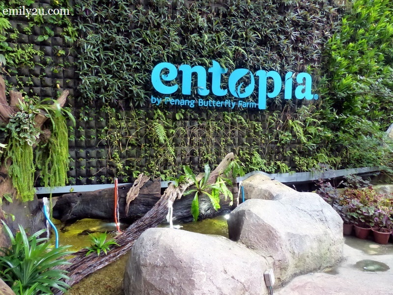 Penang Butterfly Farm (1)