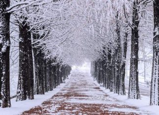 winter nami island one day trip,nami island travel blog,nami island travel guide (3)