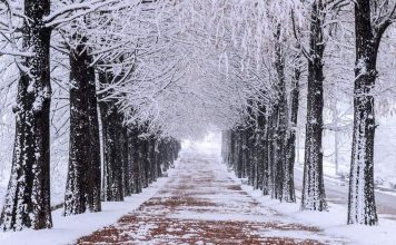 winter nami island one day trip,nami island travel blog,nami island travel guide (3)