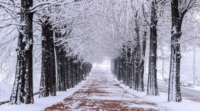 winter nami island one day trip,nami island travel blog,nami island travel guide (3) winter nami island one day trip,nami island travel blog,nami island travel guide (3)