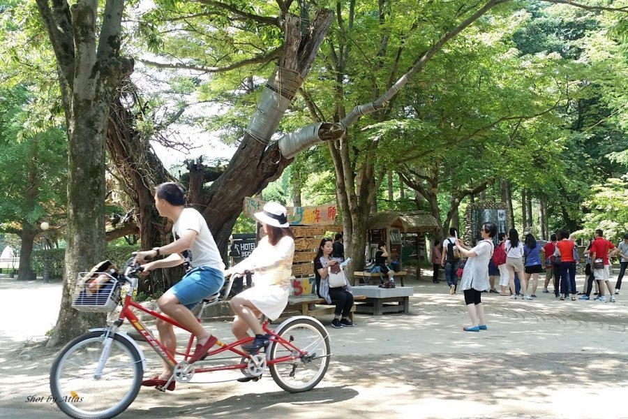 cycling nami island blog,nami island guide,nami island one day tour,nami island travel blog (5)