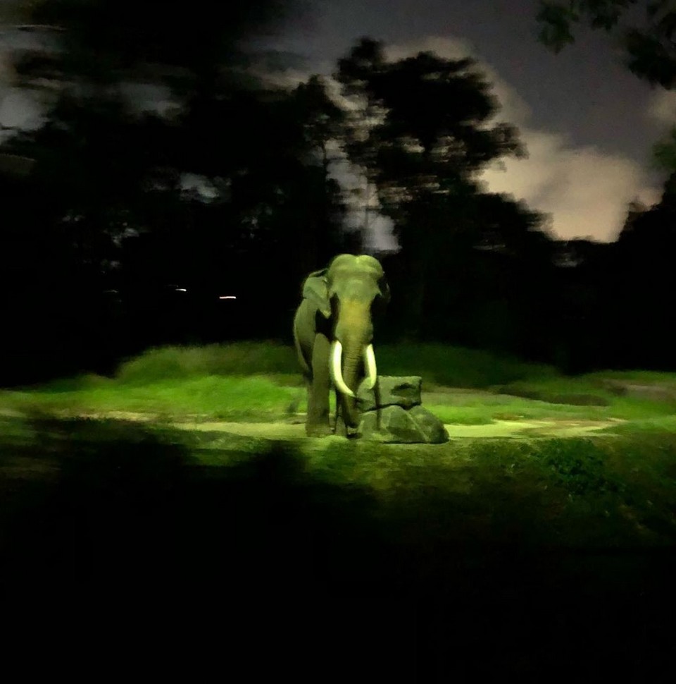 rainforest lumina singapore zoo,what to do in sg at night,what to do in singapore at night,what to do at singapore at night (1)