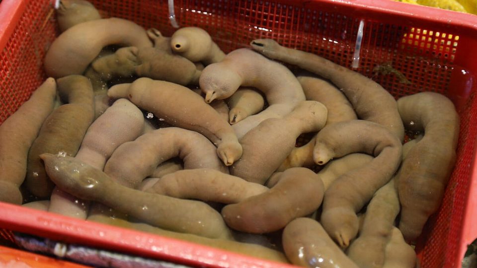 Gaebul Urechis unicinctus,strange food in korea,korean exotic food,weird korean food,korean strange food (4)