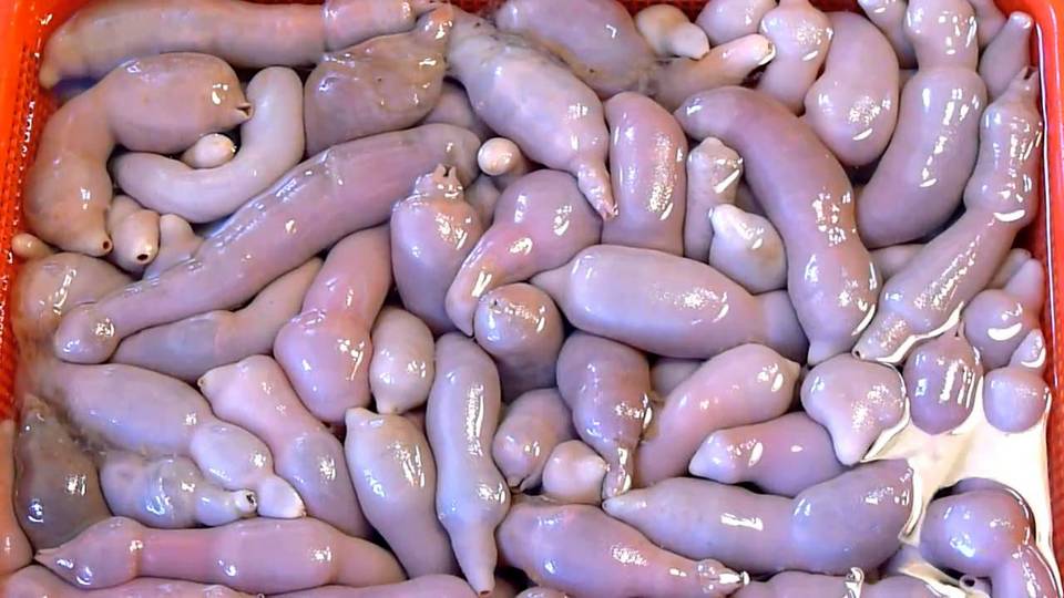Gaebul Urechis unicinctus,strange food in korea,korean exotic food,weird korean food,korean strange food (7)