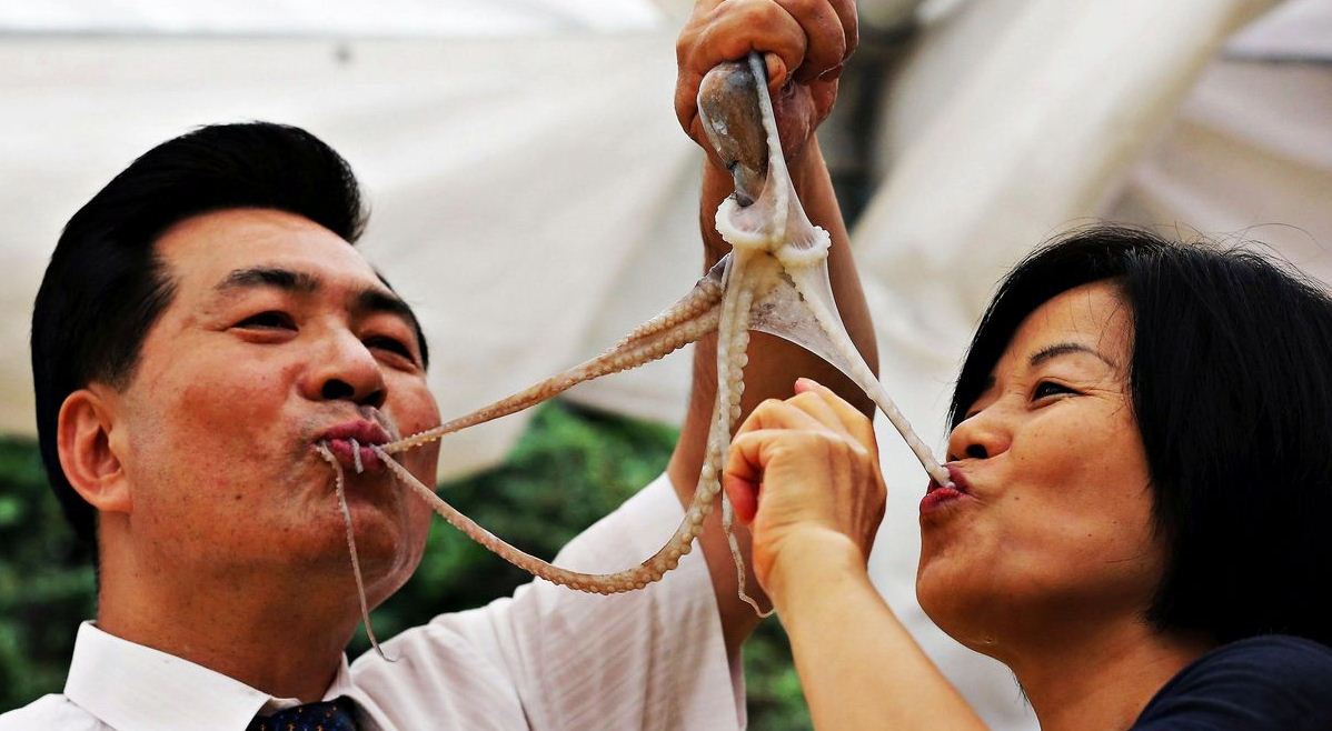 live octopus korean1