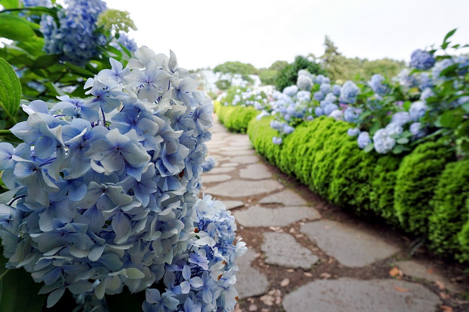Camellia Hill jeju,best places to visit in jeju island,jeju must go places,must see places in jeju,must go places in jeju (14)