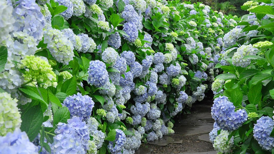 Camellia Hill jeju,best places to visit in jeju island,jeju must go places,must see places in jeju,must go places in jeju (21)