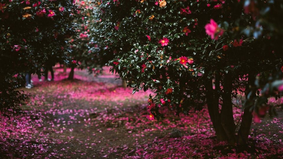 Camellia Hill jeju,best places to visit in jeju island,jeju must go places,must see places in jeju,must go places in jeju (2)