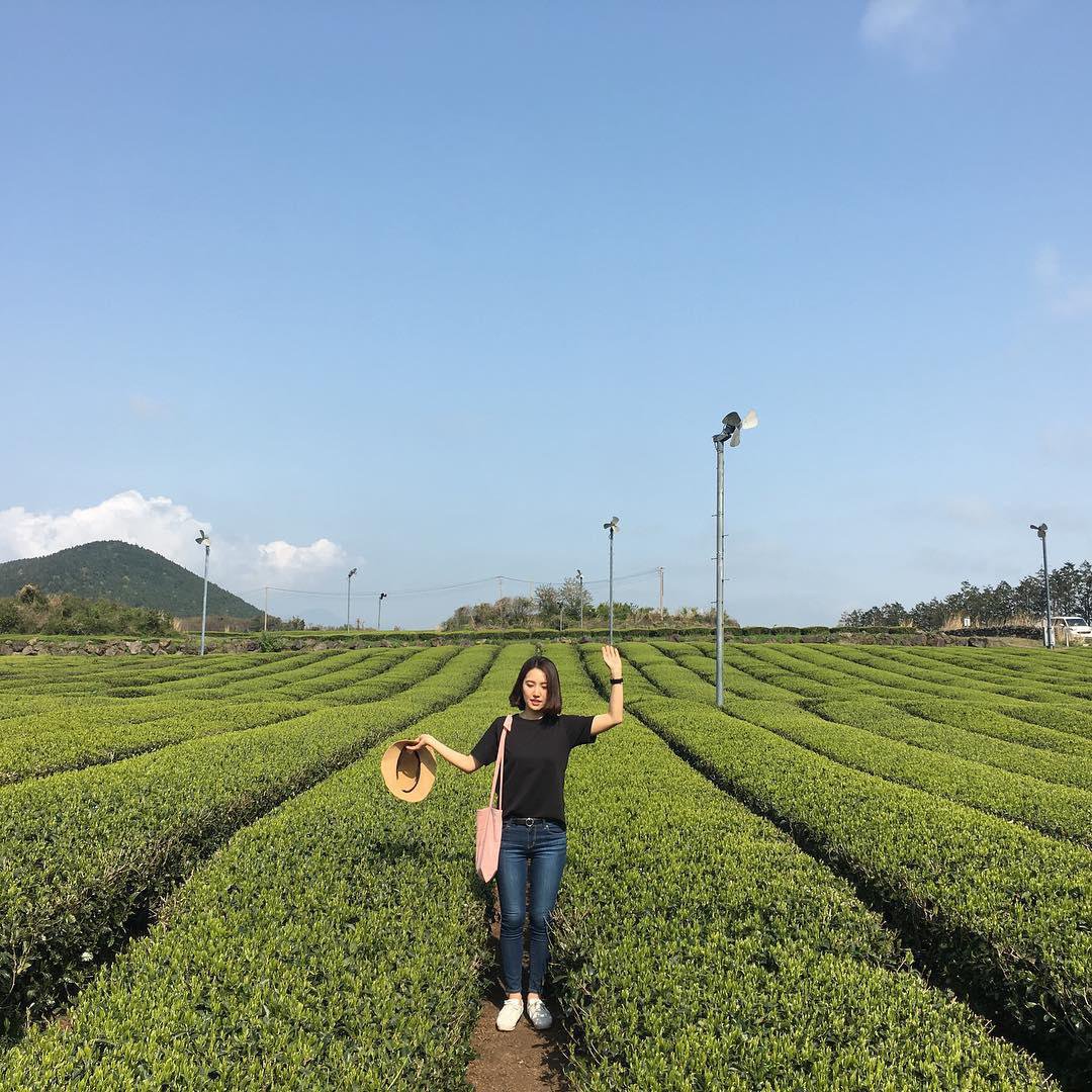 o'sulloc tea fields