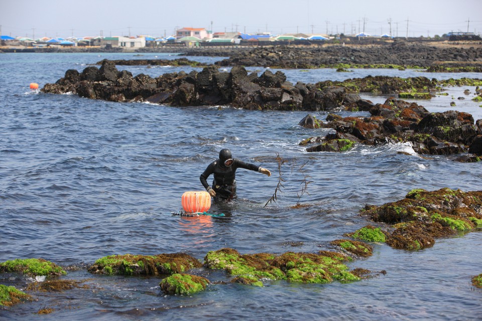 Haenyeo jeju