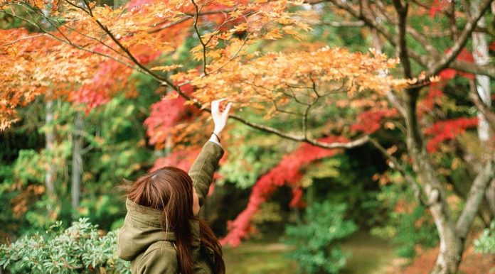 alishan autumn maple leaves