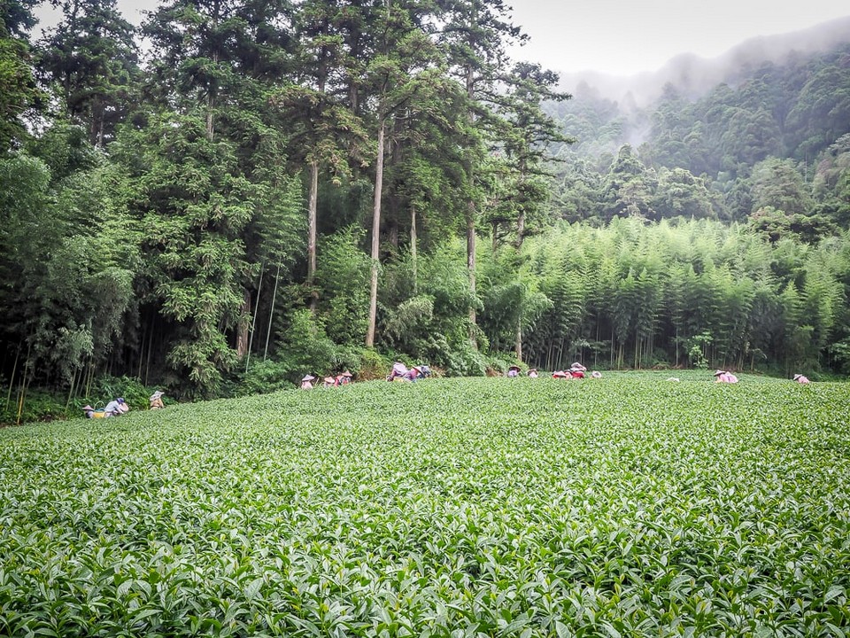 alishan-tea-field