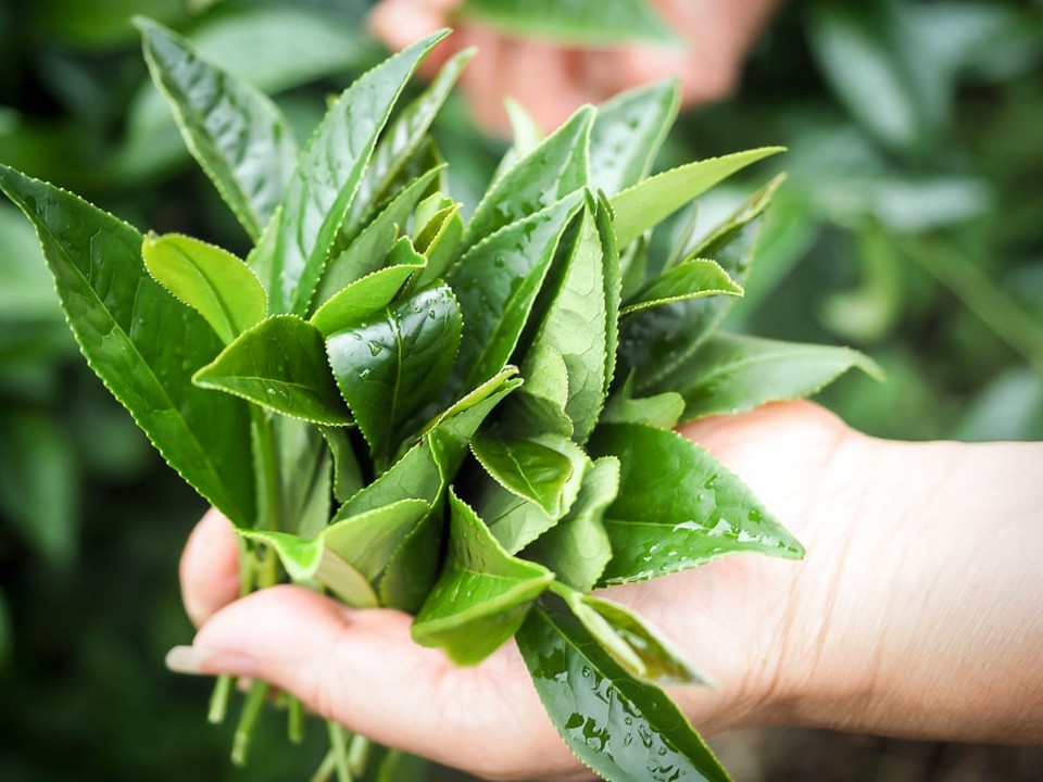 alishan-tea-leaves