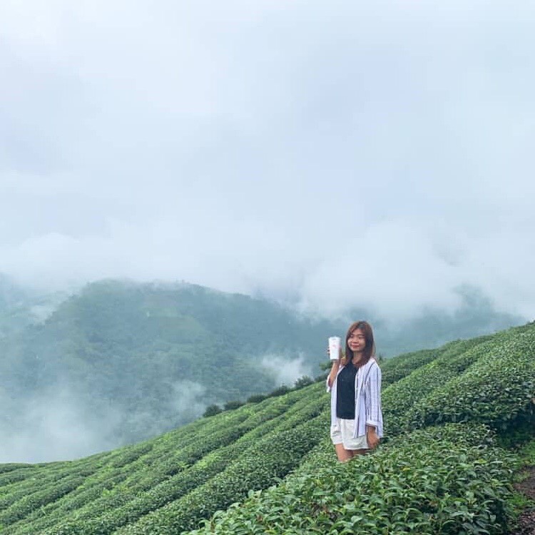 alishan tea plantations