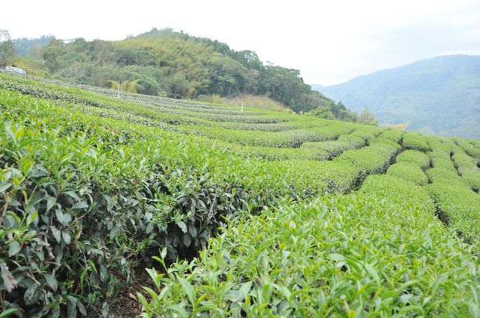 alishan_high_mountain_oolong_tea_b1