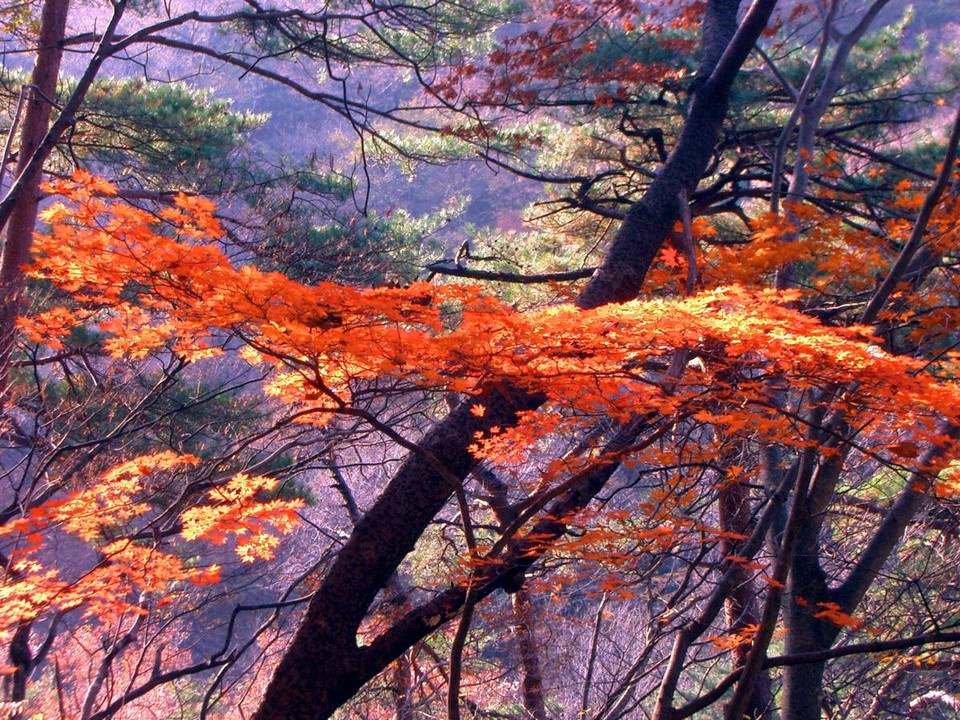 ,best autumn spots in tokyo,best place to see autumn leaves in tokyo,where to view autumn leaves in tokyo (1)