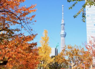 ,best autumn spots in tokyo,best place to see autumn leaves in tokyo,where to view autumn leaves in tokyo (1)