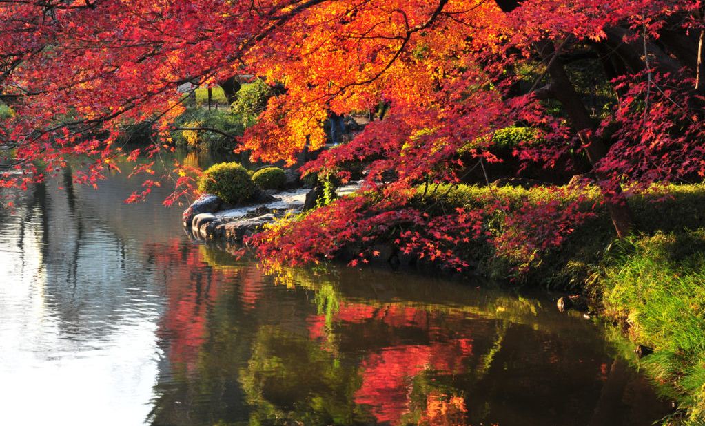 ,best autumn spots in tokyo,best place to see autumn leaves in tokyo,where to view autumn leaves in tokyo