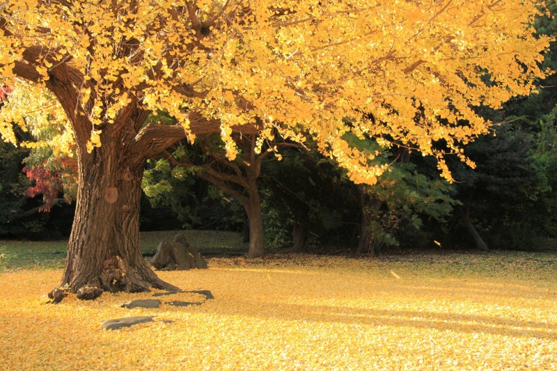 Hamarikyu Gardens autumn tokyo (1)
