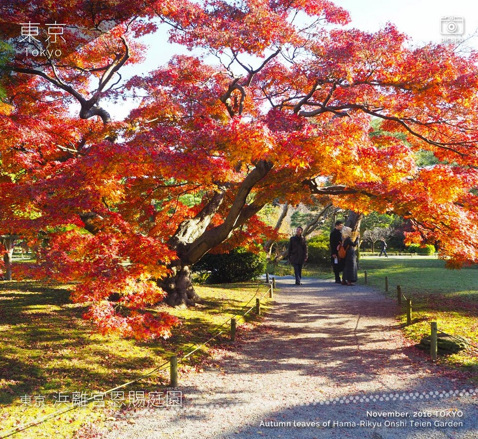 Hamarikyu Gardens autumn tokyo (1)