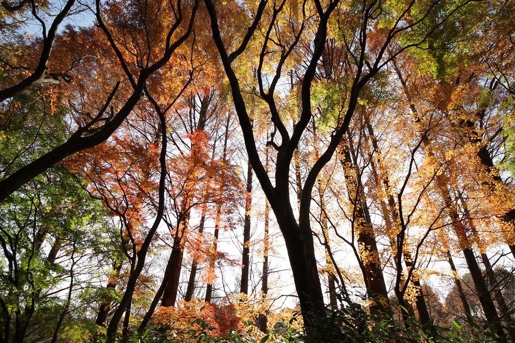 Mizumoto Park autumn (1)