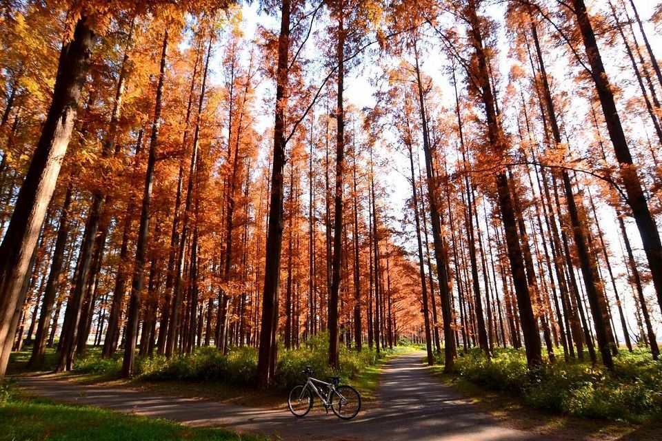 Mizumoto Park autumn (3)