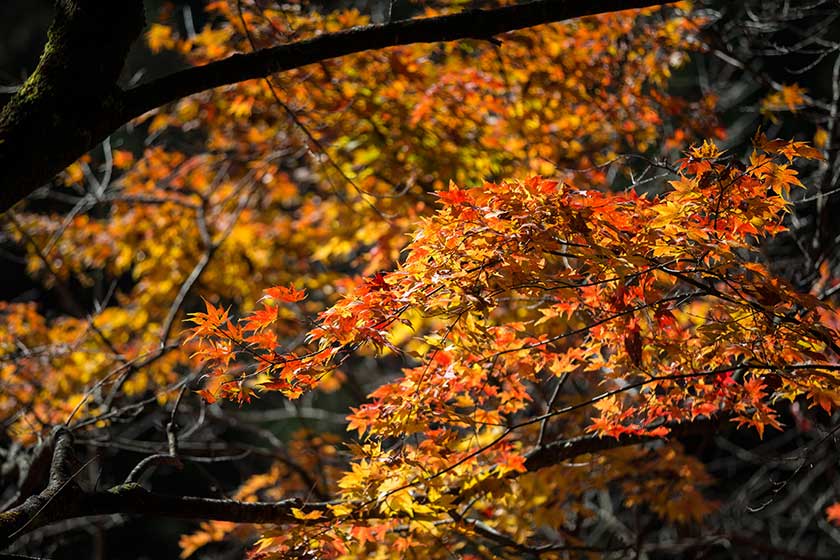Mount Mitake (Mitakesan) tokyo autumn (8)