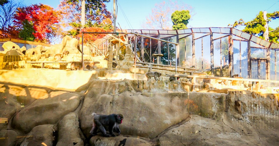Mt Takao Monkey Park & Wildflower Garden (1)