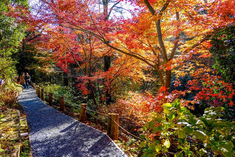 Mt Takao Monkey Park & Wildflower Garden (1)