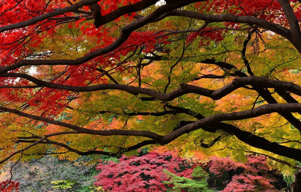 Shinjuku Gyoen park autumn tokyo (1)