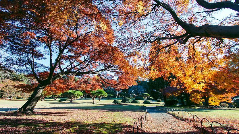Shinjuku Gyoen park autumn tokyo (2)