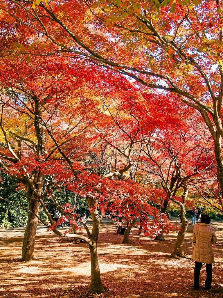 Autumn at shinjuku gyoen