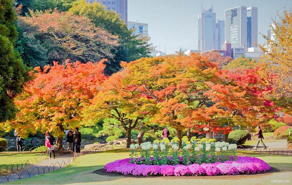 Shinjuku Gyoen park autumn tokyo (4)