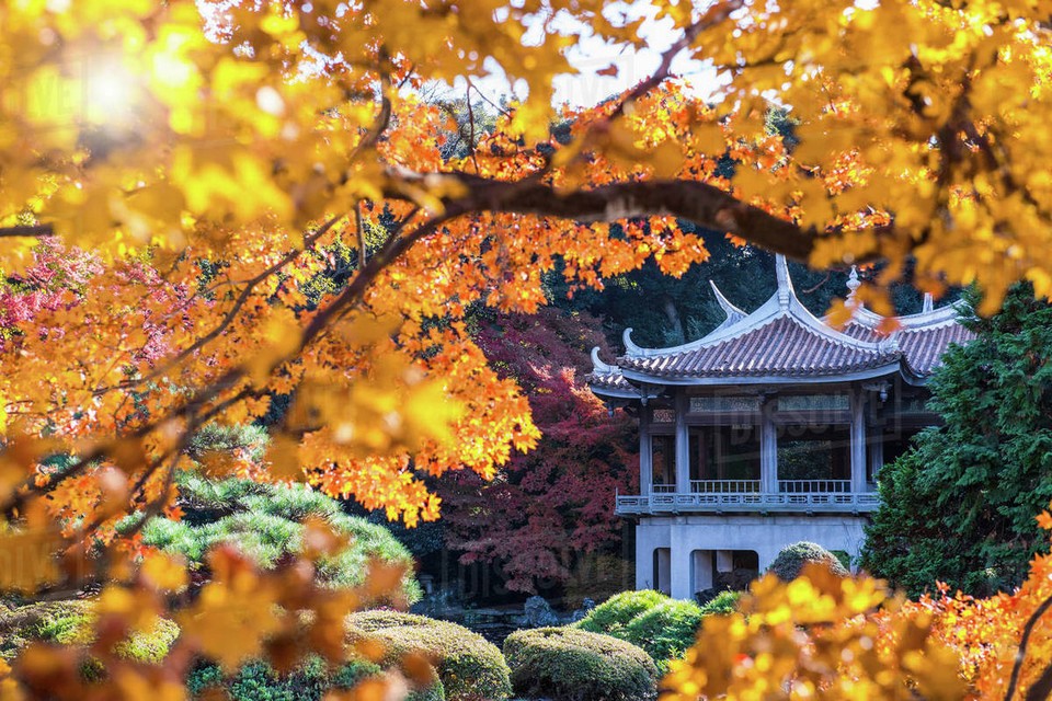 Shinjuku Gyoen park autumn tokyo (5)