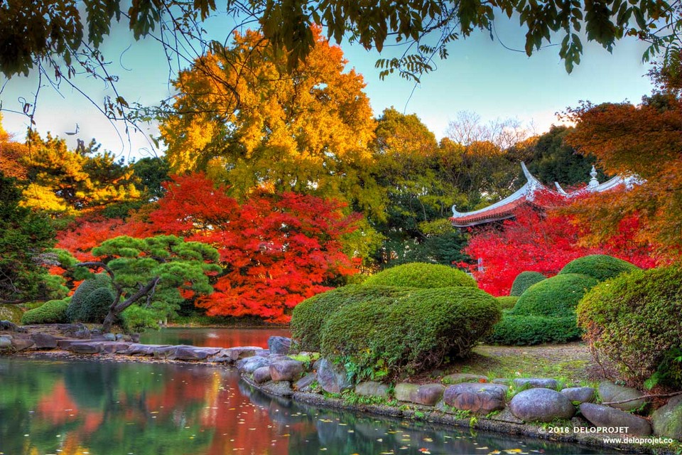 Shinjuku Gyoen park autumn tokyo (1)